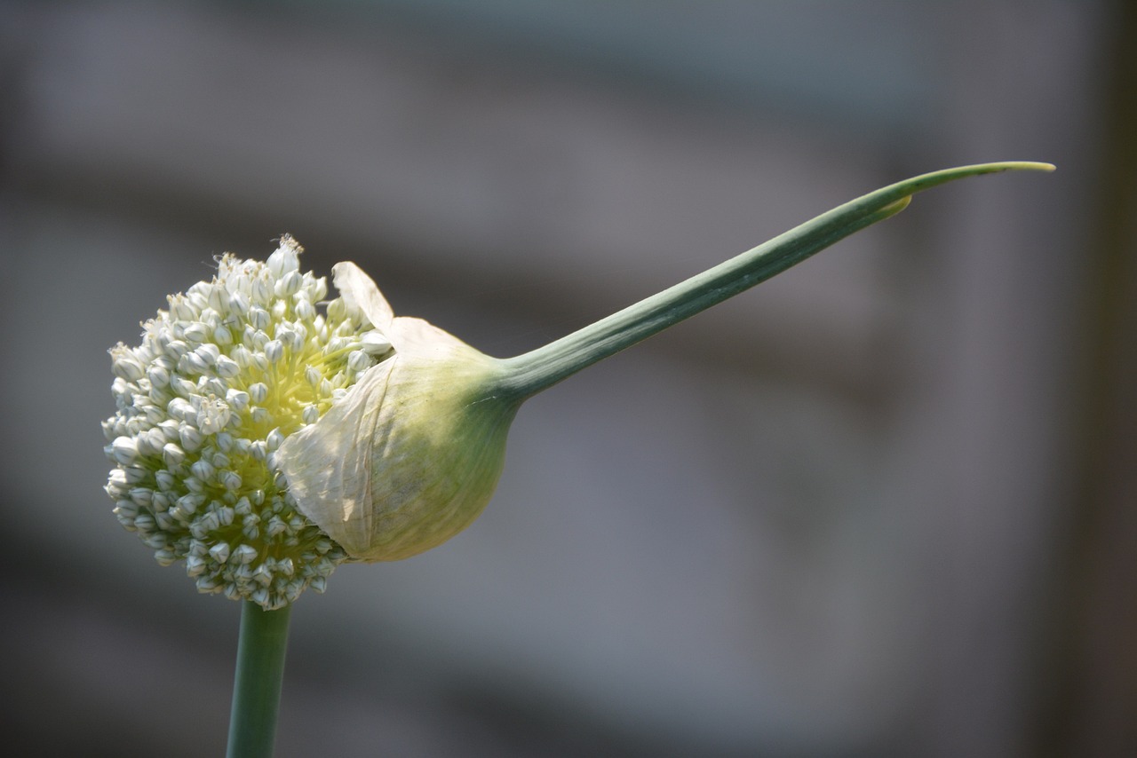 代孕公司排名|孕妈供卵生的宝宝能喝金银花颗粒吗（孕妈供卵生的宝宝可以喝金银花颗粒的功效与作用）